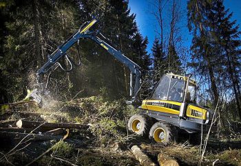 aBBATTIMENTO FORESTE