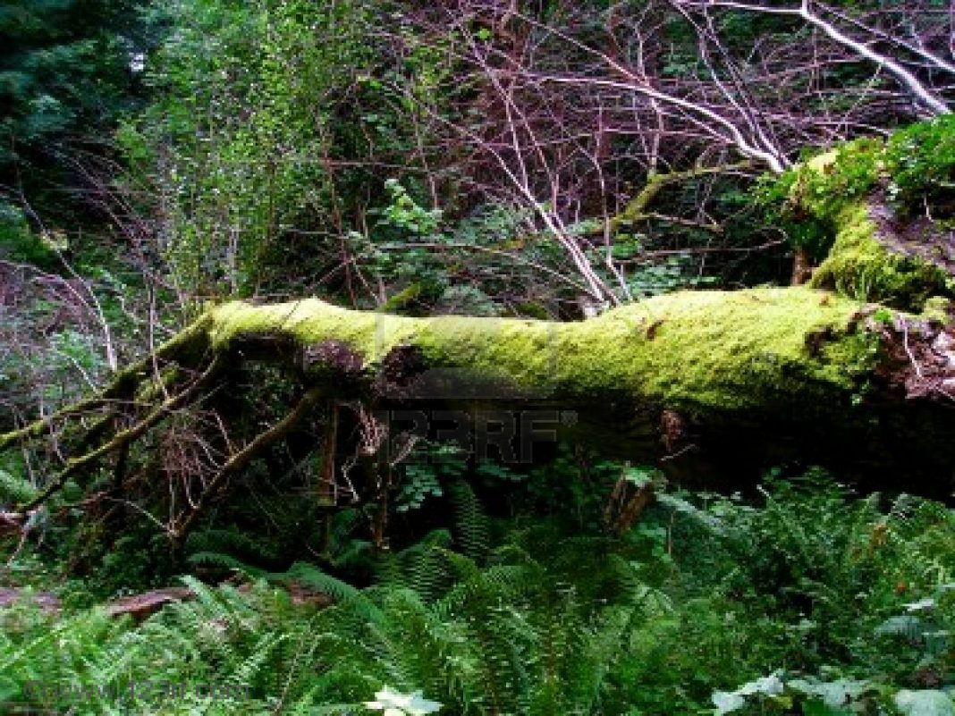 Irlanda: cresce l’opposizione alla privatizzazione delle foreste irlandesi Irlanda: cresce l’opposizione alla privatizzazione delle foreste irlandesi