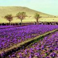 marocco-la-strada-dello-zafferano