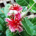Feijoa