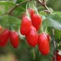 Goji Lycium barbarum