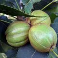 Noce Pecan