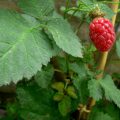 Tayberry