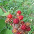 Uva del Giappone Rubus phoenicolasius