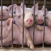 porci dietro le sbarre