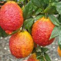 Limone Rosso