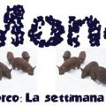 mondoraro-frontedelporco