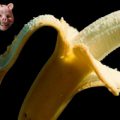 mondoraro-nonfacciamogliindiani