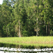 salvaleforeste
