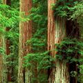 foreste1