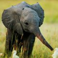 prima-che-venga-ucciso-lultimo-elefante