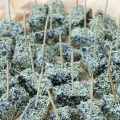 Nuovi prodotti biologici dall’Estremo Oriente siberiano: caramella di licheni e pane di muschio