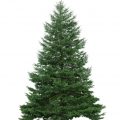 Abete-albero-di-natale
