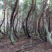 Bosco ubriaco in Russia