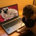 Cane sorpreso a guardare dog-love