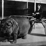 Ippopotamo che traina carretto