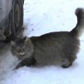 Masha la gatta