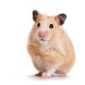 hamster