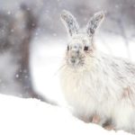 coniglio nella neve