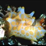 Free Wallpaper Ocean Life