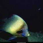 Free Wallpaper Ocean Life (2)