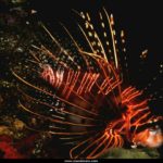 Free Wallpaper Ocean Life (4)
