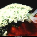 Free Wallpaper Ocean Life (5)
