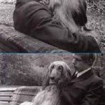 Optical Illusions (8)