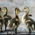 Free Wallpaper Animals (40)