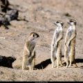 Free Wallpaper Animals (41)