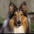 Free Wallpaper Animals (42)