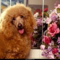 Free Wallpaper Animals (43)
