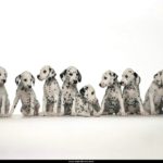 Free Wallpaper Animals (44)