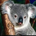 Free Wallpaper Animals (45)