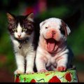Free Wallpaper Animals (46)