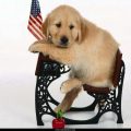 Free Wallpaper Animals (47)
