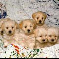 Free Wallpaper Animals (48)