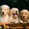 Free Wallpaper Animals (50)