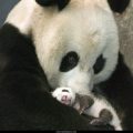 Free Wallpaper Animals (51)