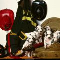 Free Wallpaper Animals (52)