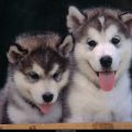 Free Wallpaper Animals (53)