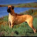 Free Wallpaper Animals (54)