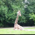 Free Wallpaper Animals (55)