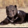 Free Wallpaper Animals (56)