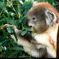 Free Wallpaper Animals (57)