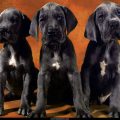 Free Wallpaper Animals (58)
