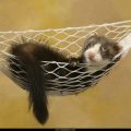 Free Wallpaper Animals (59)