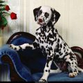 Free Wallpaper Animals (61)