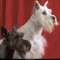 Free Wallpaper Animals (62)