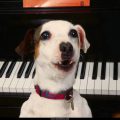 Free Wallpaper Animals (63)